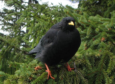 Nooit gedacht met een foto uit mijn Ixus II met 2x zoom op birdpix te komen. Maar met enkele dennen en omringd door dichte regenwolken kun je samen met leuke vogels wachten op beter zicht. Naast deze alpenkauw verderop ook 2 gemzen en kruisbekken.