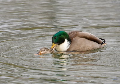 Hier een paring van een paar wilde eenden.
In de binnenhaven gemaakt.