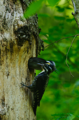 Late voorjaar in het Bialowieza woud. De Drieteenspecht voedt nog zijn jongen Moeder komt uit het nest en vader wacht met eten om erin te gaan.
