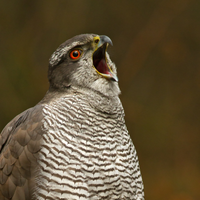 Soms gaat het wel vervelen dat lange poseren en wil je dan wel even gapen of het uitkrijsen.