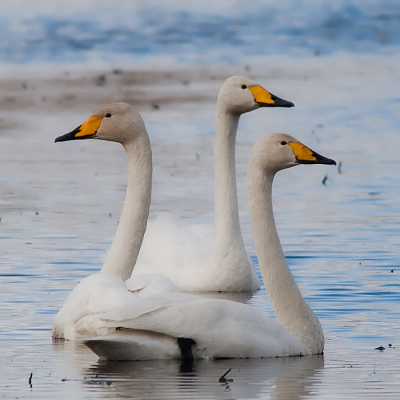 Wilde zwanen in Stadskanaal. Kijken hoe deze in birdpix komt.