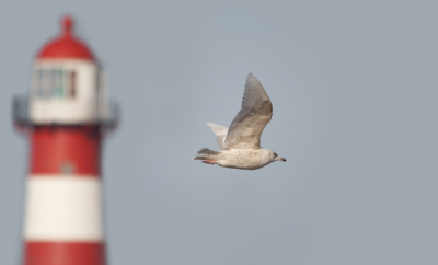 Voor de meeste misschien een saai beeld. maar voor anderen heeft de foto misschien weer een meer waarde doordat je het karakterestieke vuurtoorentje ziet, waar in de loop van de jaren al menig burgemeester langs is gekomen.