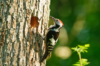 Midden in het  Bialowieza woud, mannetje die met voedsel het nest in wil gaan. Zonder camouflage probleemloos het foerageren kunnen bestuderen.