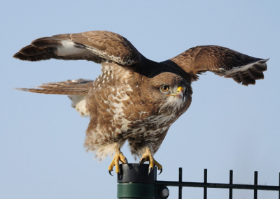 Deze Buizerd had kennelijk honger en dus erg veel aandacht voor delage vegetatie waardoor hij/zij vlabij mij kwam zitten en ook bleef ik heb gewacht op het moment dat 'ie wegvloog, met dit resultaat.