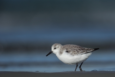 Wat een prachtige, drukke, fotogenieke, driftige enz enz. vogeltjes.
Maar o zo leuk om daarmee bezig te zijn.
Geprobeerd om zo laag standpunt in te nemen: Plat op de buik met een klein rijstzakje onder de lens.
Viel niet mee om ze te volgen...zoooo snel!
Maar deze is wel aardig gelukt vind ik zelf.