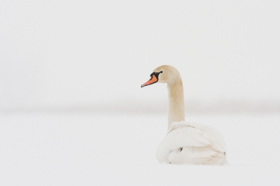 Het sneeuwde die dag flink en was van plan om naar de Duinen te gaan want met die sneeuw kan je daar leuken fotos maken, het liep anders.
Dan maar naar een witte Groene Jonker er waren nog maar 2 wakken en bij n van de wakken zat deze zwaan.
Het sneeuwde nog lichtjes, was wel koud.