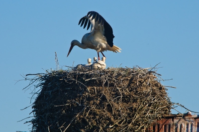 Bialowieza wemelt van de ooievaarsnesten. Dit nest is in een relatief drukke straat en gefotografeerd vanaf de straat. M.i. dus neit tegen de regels van Birdpix.