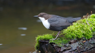 Vogel al veel voorbij zien komen op Birdpix, daarom ook maar eens gaan kijken. Hij vloog van stuw naar stuw en was gemakkelijk ( langzaam) op korte afstand te benaderen.
Foto gemaakt vanaf statief.