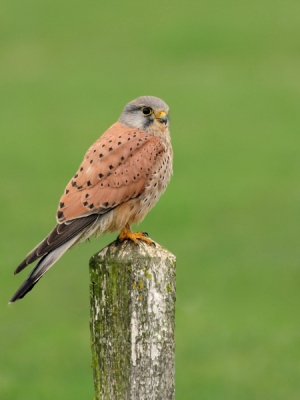 Deze Torenvalk poseerde mooi op een paaltje, waarbij de oplettendheid van de vogel mij aansprak en de achtergrond juist rust uitstraalde.
