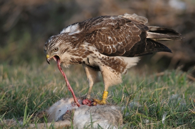Hallo,
Hierbij mijn eerste upload. Ik heb van deze smikkelende buizerd een leuk aantal foto's kunnen schieten. Ben benieuwd wat jullie ervan vinden.