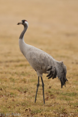 Afgelopen weekend naar Frankrijk geweest in de buurt van Lac du der om Kraanvogels te fotograferen.De weersomstandigheden waren niet iedeaal maar ik denk dat het toch aardig gelukt is