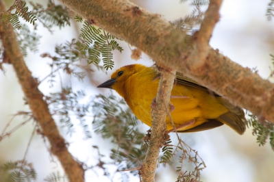 Oude foto's aan het doorspitten geweest met de vogelboekjes erbij.  het mannetje gevonden van de tavetawever, zag bij het zoeken op deze site maar 1 foto van deze soort en die was van het vrouwtje.