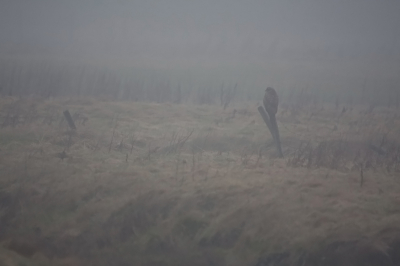 Vanmorgen vroeg naar Zeeland gereden maar de mist wilde maar niet optrekken. Vandaar deze mist/landschap foto met buizerd. Foto geeft de sfeer van vanmorgen goed weer