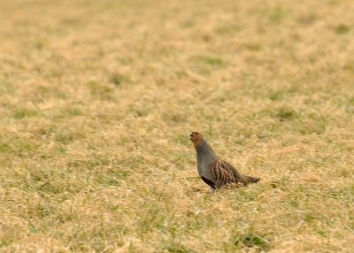 Hier nog een foto van de 8 patrijzen die ik vorige week in mijn dorp zag. Ze renden elkaar hard achterna en kwamen bij deze foto heel dichtbij. Helaas kon ik ze met 300 mm. er niet alle 3 op krijgen. Zoals je kunt zien, zat deze behoorlijk te krijsen. 
En rennend hou ik ze niet bij, wat een snelheid hebben die beesten zeg.