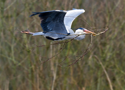 de reigers waren druk aan het vliegen om het nest te bouwen. Deze had wel een heel groot stuk hout gevonden