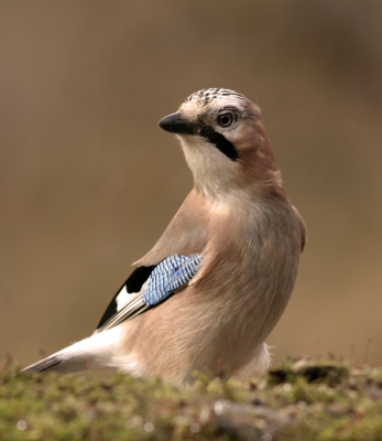 Afgelopen zaterdag naar de hut van han Bouwmeester geweest, en ik heb me er een dag helemaal suf vermaakt, geweldige ervaring.