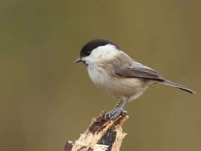 nog maar eens zo''n vlugge rakker,vind het toch een mooi vogeltje.