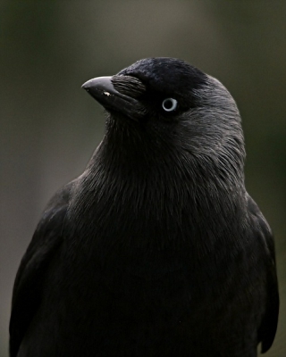 Deze mooie kauw kwam even langs om te kijken of er nog wat eten viel te halen.
De Kauw behoort tot de kraaiachtigen en is een van de kleinste leden van deze familie.