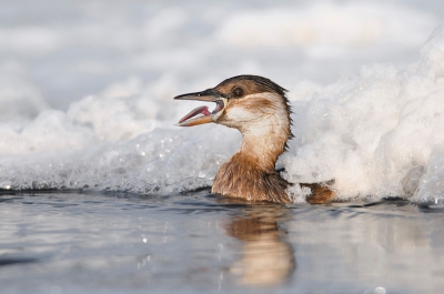 In een wak, waar snelstromend water tegen de ijsrand sloeg, ontstond een mooie schuimlaag. In dit wak waren 4 dodaarsen aan het vissen. Schijnbaar was deze moe van die fotograaf op het ijs.
