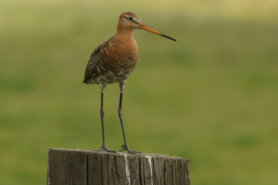de eerste grutto's zijn verleden week al gespot in de krimpenerwaard. we zijn benieuwd wat dit voorjaar gaat brengen ten opzichten van verleden jaar. voor het eerst minder dan 100 broedparen in de waard mede door het te drogen voorjaar. deze is van verleden siezoen. waakzaam het teretorium verdedegend tegen elke indringer