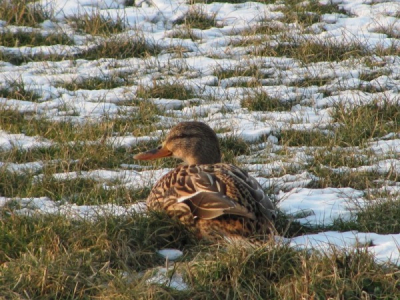 deze foto is nog van een tijdje terug, je kon de vogels toen veel dichter benaderen door de kou