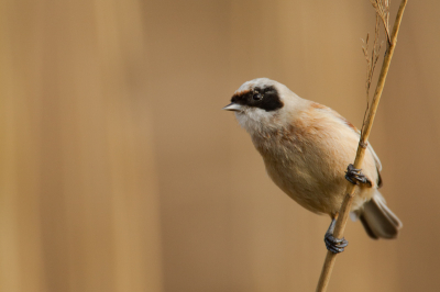 Na drie pogingen dan toch eindelijk een van de overwinterende vogels kunnen fotograferen. Het blijven toch plezante vogeltjes.