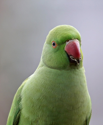 Deze prachtige Halsbandparkiet komt elke dag even in de tuin langs. Het was niet zo'n zonnige dag. Maar ze bleef rustig stil zitten.