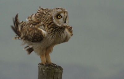 Deze Velduil ging zijn verenpak opschudden na een uitgebreide poetsbeurt.
Helaas was het wat donker en mistig weer....
Desondanks toch een aantal mooie foto`s kunnen maken.