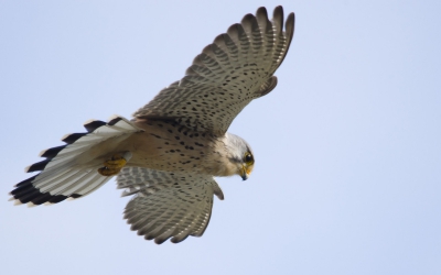 Ik kwam deze Torenvalk tegen langs de dijk bij de Plompe Toren. Hij was druk opzoek naar iets lekkers en had er dan ook geen probleem mee dat ik hem op de foto wilde zetten. Wat zijn het toch een super mooie roofvogels.