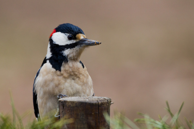 In het bos vlakbij ons vakantiehuisje zagen we deze Grote Bonte Specht. Ik had deze vogel nog nooit zo dichtbij gezien en ben dan ook enorm blij dat ik de Camera in de aanslag had staan.