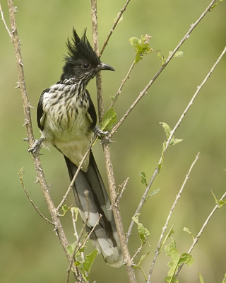 Deze vogel 3 maal mogen zien maar van dit moment een hele serie kunnen maken terwijl mooi bleef zitten met de pootjes over de 2 takjes. Zelf vind een bijzondere foto.
Zie voor meer Zuid-Afrika www.worldnature-photos.com