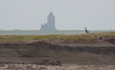 Vandaag kon ik helaas niet bij de pixperience aanwezig zijn, maar kon tussendoor nog net even een half uurtje bij de kust langs. Deze rotgans stond net even buiten de groep. Ik heb geprobeerd het landschap nog wat mee te laten doen. Helaas geen zonnetje vandaag.