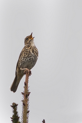 Deze morgen hoorde ik deze zanglijster zingen, hoog in de boom.
Snel de camera genomen en het beste er proberen uit te halen.
De vogel bleef verbazingwekkend lang zitten!
Ik vind het wel spijtig van het standpunt maarja, het beestje komt niet naar onder natuurlijk.