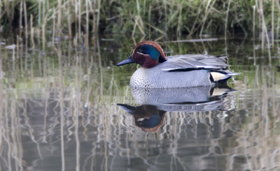 Vandaag een dagje in de Amsterdamse Waterleidingduinen wezen fotograferen. Veel verschillende eenden gezien, waaronder deze Wintertaling vanuit de vernieuwde vogelhut. Beetje rommelige omgeving, maar voor een eerste upload...