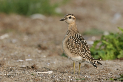 Hier eentje waar ze helemaal op staat. Ook met 20D + 500mm Canon