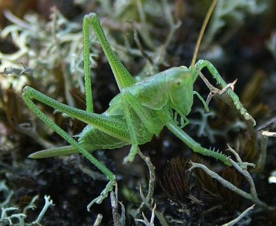 Tijdens een wandeling kwamen we deze sprinkhaan tegen.
Ik kon een foto maken, omdat hij/zij best wel traag reageerde.
Ik heb er een tijd naar staan kijken, omdat ik de sprinkhaan van die opvallende spikkels heeft en de groene kleur viel erg op.