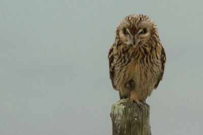 Deze velduil was klaar met het oppoetsen van zijn verenpak en nam daarna deze houding aan.
Vooral die blik in zijn ogen doet het hem vind ik.
Helaas waren het niet de ideale omstandigheden om te fotograferen vandaar de donkere achtergrond.