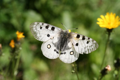Laat in het seizoen maar nog veel vlinders . Deze zat oa op de Buddleia in de tuin.
