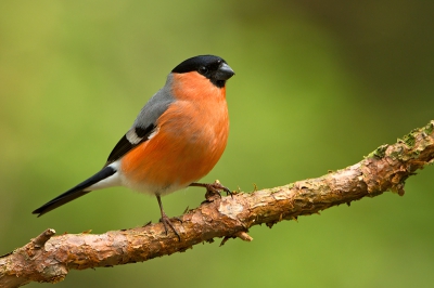 Soms heb je van die mooie dagen dat de vogels zich van hun beste kant en kleuren laten zien. Dat is bij deze Goudvink zeker het geval.