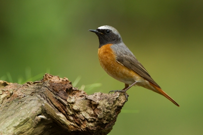 Een van de mooie herinneringen aan vorig jaar toen deze Gekraagde Roodstaart een bezoekje aan de boshut bracht.

http://www.digitale-natuurfotografie.nl