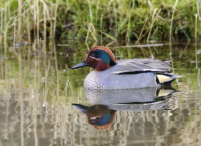 Gisteren een dagje in de Amsterdamse Waterleidingduinen wezen fotograferen. Veel verschillende eenden gezien, waaronder deze Wintertaling vanuit de vernieuwde vogelhut. Beetje rommelige achtergrond, maar voor een eerste upload...