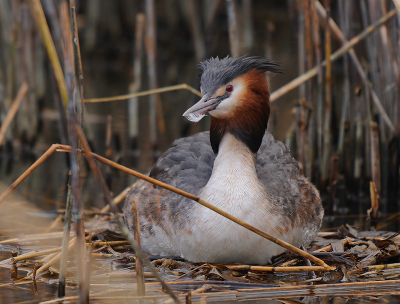 Het is weer Futen tijd! Deze Fuut was al bezig om te voelen hoe het is op een nest. Het nest was nog niet klaar, een beetje te nat nog, maar zo te zien voelde de vogel zich wel op haar gemak.