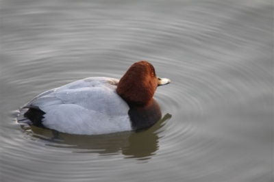 In het beginnend lente zonnetje zat deze erg rustig.