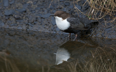 De Zwartbuikwaterspreeuw blijkt nog niet vertrokken.
Vandaag heeft hij ons alle stuwen laten zien, dus weer veel loopwerk.