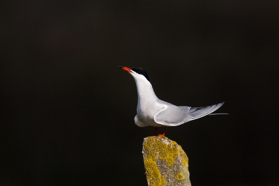 Visdief op paal, wat ik mooi vind aan deze foto is dat het (zon) licht alleen op de voorgrond schijnt waardoor de vogel er als waren uit springt.
Achtergrond is een hakhout bosje in de polder.
Over ruim een maand hoop ik ze weer te zien, zo komen al jaren op deze plek terug.