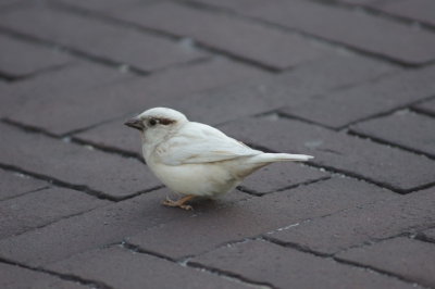 deze mus een tijdje gevolgd hij is niet hellemaal wit en duidelijk een mannetje foto eerder gemaakt ik hoop dat hij dit jaar witte jonkies grootbrengt!