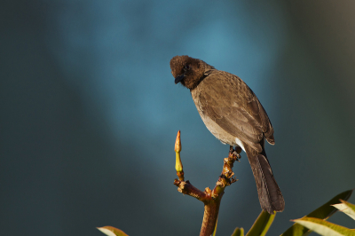 We were waiting for the rest of the "BirdID Morocco 2012" group at the airport, and for 6 hours we saw 26 species only next to the airport. This is one of them, they are so noisy and curios.