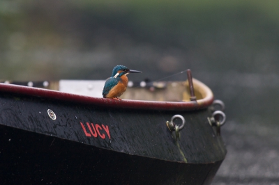 Wat een luc(k)y een IJsvogel op een bootje.
Laatst zag ik een foto van Arno ten Hoeve die een IJsvogeltje op een roeiboot had gefotografeerd en moest toen denken aan een foto die ik jaren geleden had gemaakt.