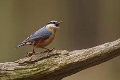 Dagje fotograferen in het bos. Kwam een boomklever mij gedag zeggen.