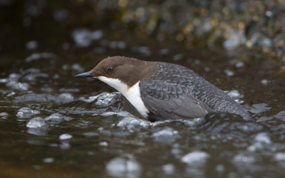 Ook deze week weer een groot aantal foto's kunnen maken van dit prachtige beest. Deze vogel is gemakkelijk te benaderen en laat zich nauwelijks storen in z'n typische waterspreeuw gedrag